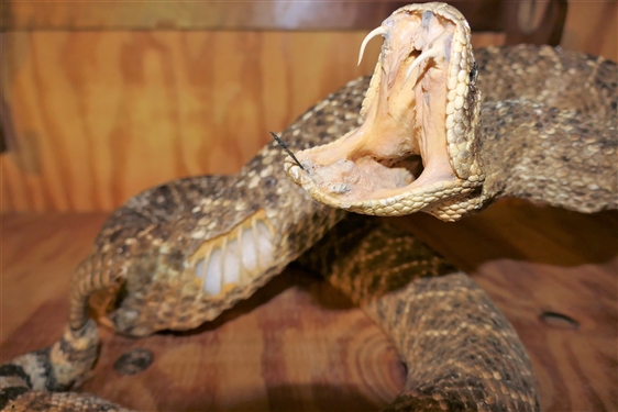 Large Stuffed Striking Rattle Snake- Has Hole in Side - See Photo
