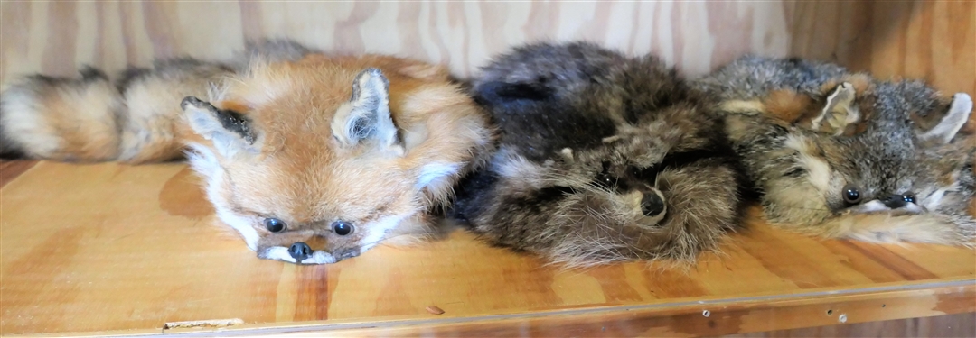 Raccoon Hat, Red Fox Hat, and Grey Fox Hat - Grey Fox Need Tail Attached