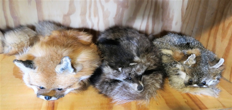Raccoon Hat, Red Fox Hat, and Grey Fox Hat - Grey Fox Need Tail Attached