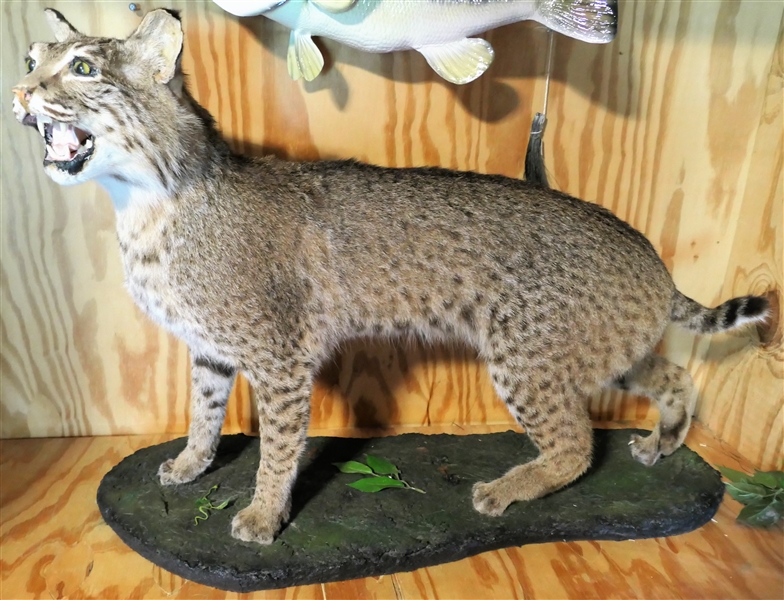 Bobcat Full Bod Mount - Measures 22 1/4" Tall 30" Nose to Tail