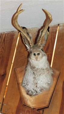 Jackalope Mount