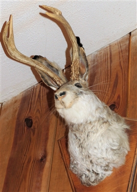 Jackalope Mount