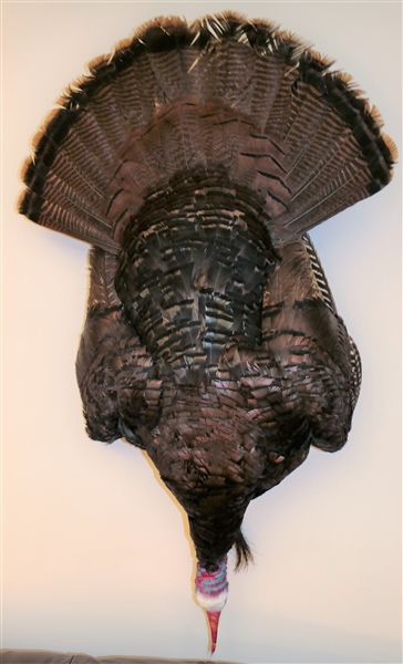 Wall Hanging Turkey Mount - Measures 20" Wide 