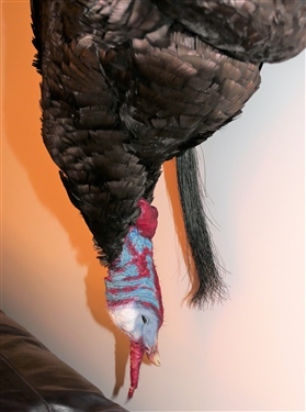 Wall Hanging Turkey Mount - Measures 20 Wide 