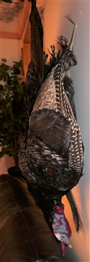 Wall Hanging Turkey Mount - Measures 20 Wide 