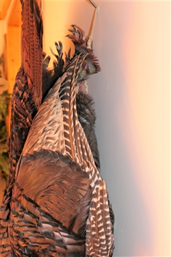Wall Hanging Turkey Mount - Measures 20 Wide 