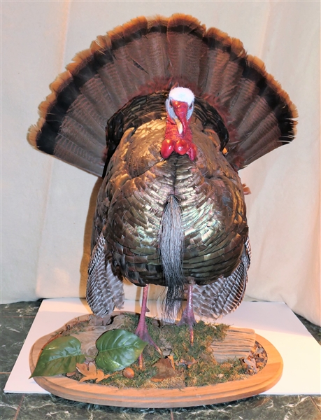 Beautifully Done Standing Turkey Mount