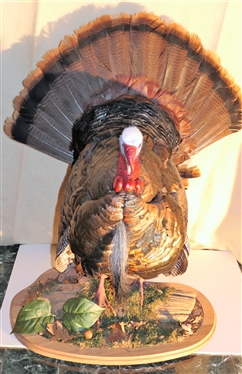 Beautifully Done Standing Turkey Mount
