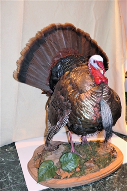 Beautifully Done Standing Turkey Mount