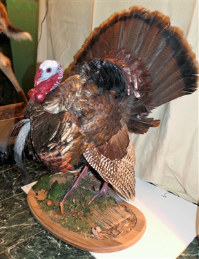 Beautifully Done Standing Turkey Mount