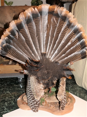 Beautifully Done Standing Turkey Mount