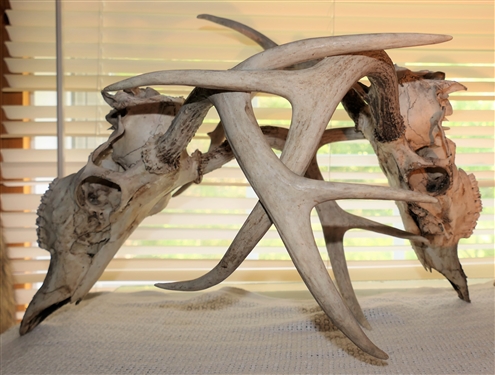 4 Deer Racks - 6 Point, and 2 Interlocked