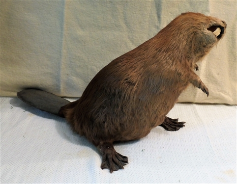 Life-size Beaver Mount - Measures 16 Tall