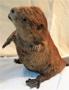 Life-size Beaver Mount - Measures 16 Tall