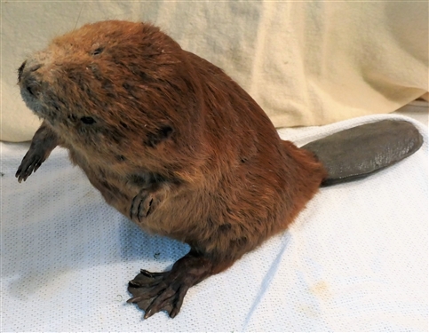 Life-size Beaver Mount - Measures 16 Tall