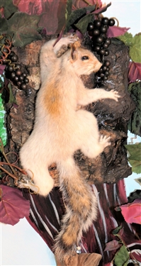 Light Squirrel with Reddish Back - Full Body Mount - Climbing - with Grapes