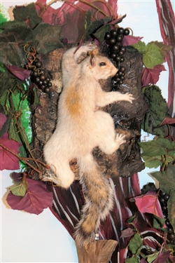 Light Squirrel with Reddish Back - Full Body Mount - Climbing - with Grapes