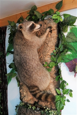 Raccoon Full Body Mount - On Wood Plaque