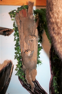 2 Squirrels Body Mounted on Wood Log