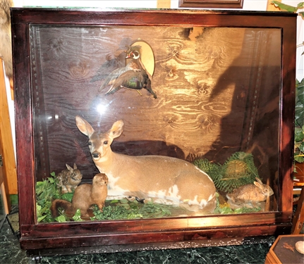 Slant Front Display Case featuring Flying Duck, Full Sized Paint Deer Mount, Rabbits, and Otter - on Wheels  -Measures 57 tall 60 by 24