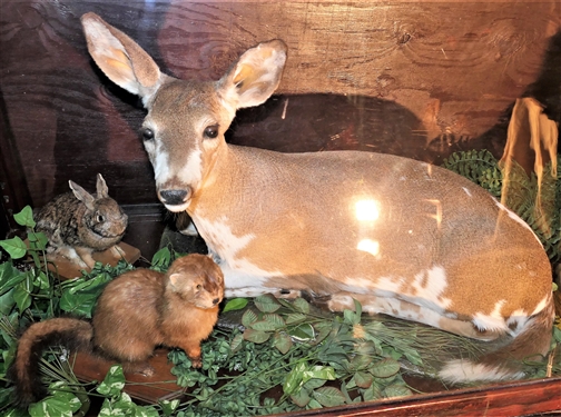Slant Front Display Case featuring Flying Duck, Full Sized Paint Deer Mount, Rabbits, and Otter - on Wheels  -Measures 57 tall 60 by 24