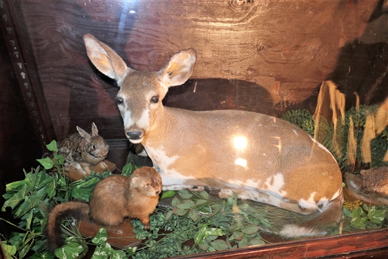 Slant Front Display Case featuring Flying Duck, Full Sized Paint Deer Mount, Rabbits, and Otter - on Wheels  -Measures 57 tall 60 by 24