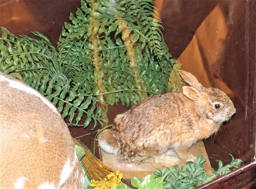 Slant Front Display Case featuring Flying Duck, Full Sized Paint Deer Mount, Rabbits, and Otter - on Wheels  -Measures 57 tall 60 by 24