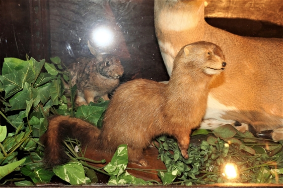 Slant Front Display Case featuring Flying Duck, Full Sized Paint Deer Mount, Rabbits, and Otter - on Wheels  -Measures 57 tall 60 by 24