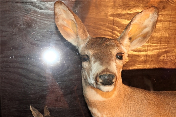 Slant Front Display Case featuring Flying Duck, Full Sized Paint Deer Mount, Rabbits, and Otter - on Wheels  -Measures 57 tall 60 by 24