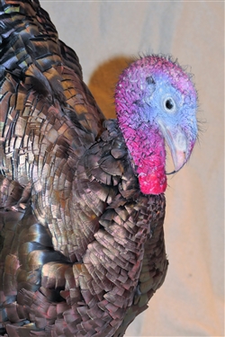 Life-size Standing Turkey Mount