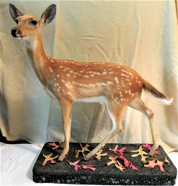 Life-size Standing Fawn Full Body Mount