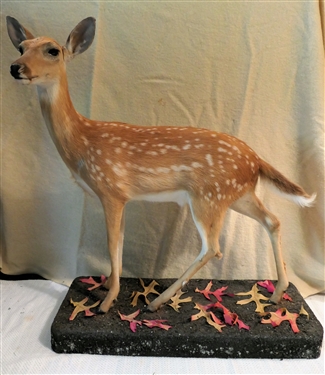 Life-size Standing Fawn Full Body Mount