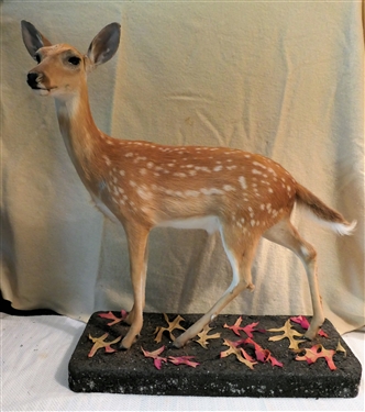 Life-size Standing Fawn Full Body Mount