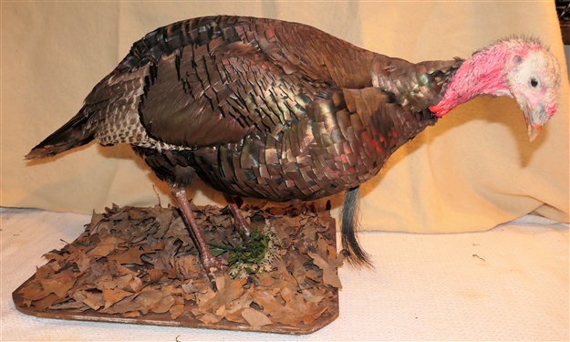 Life-size Eating Turkey Mount - with Leaves on Base