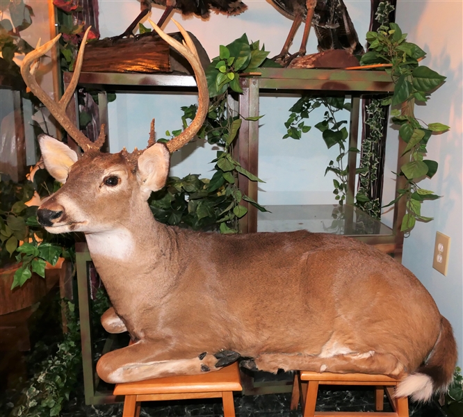 Life-size 15 Point (8) Deer Full Body Mount - Laying Down