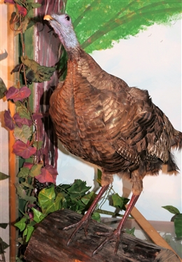 Tom and Hen Turkey Life Size Full Body Mounts