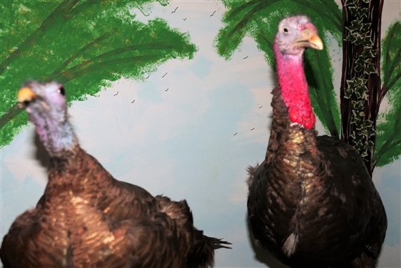 Tom and Hen Turkey Life Size Full Body Mounts