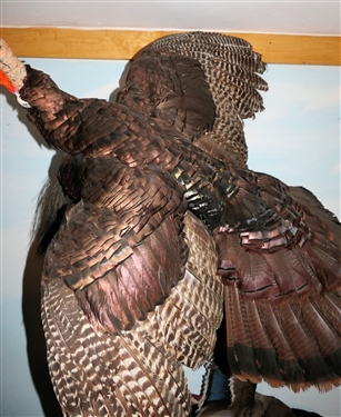 Flying Turkey Life Size Full Body Mount - Not on Branch or Plaque - Just Bird Mount