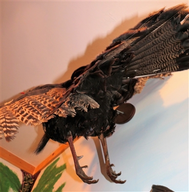 Flying Turkey Life Size Full Body Mount - Not on Branch or Plaque - Just Bird Mount