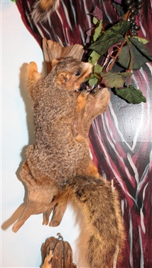 Gray Squirrel Full Body Mount on Wood Plaque