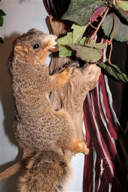 Gray Squirrel Full Body Mount on Wood Plaque