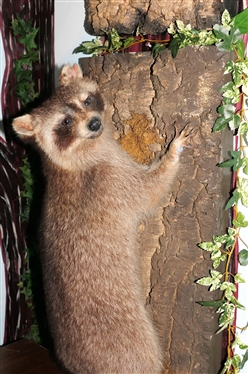Life-size Raccoon Full Body Mount - Climbing Tree
