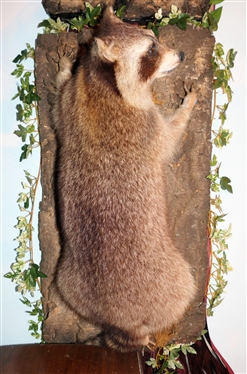Life-size Raccoon Full Body Mount - Climbing Tree
