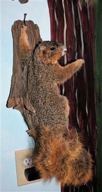 Fox Squirrel Life-size Full Body Mount on Wood Plaque