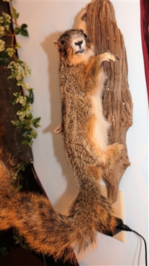 Fox Squirrel Life-size Full Body Mount on Wood Plaque