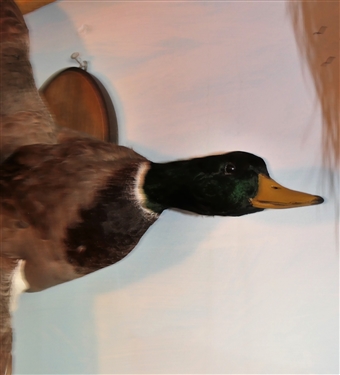 Flying Duck Life-size Full Body Mount