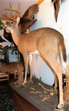 LARGE 8 Point Deer Life-size Full Body Mount