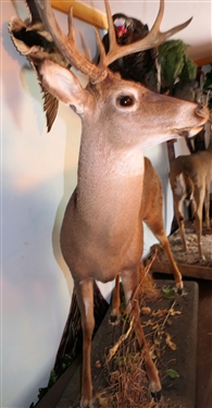 LARGE 8 Point Deer Life-size Full Body Mount