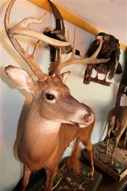 LARGE 8 Point Deer Life-size Full Body Mount