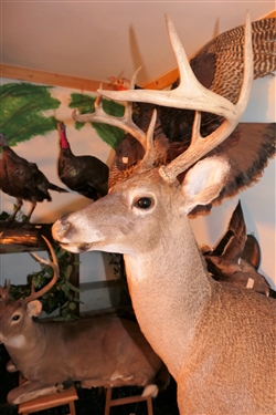 LARGE 8 Point Deer Life-size Full Body Mount